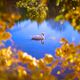 Illustration for article titled 40 Stunning Photos Of Fall Foliage